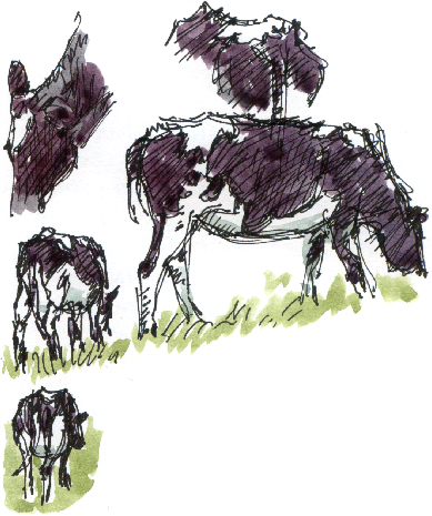 Friesian bullocks grazing