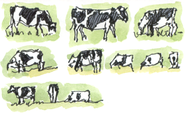 Friesian cattle