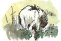 pied pony grazing