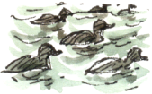 wigeons at sea