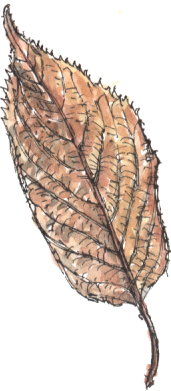 cherry leaf
