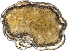 lower surface, Piptoporus betulinus