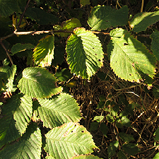 wych elm