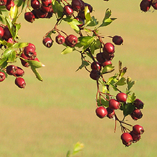 hawthorn