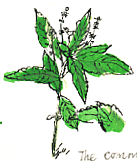 Dog's Mercury