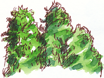 conifers