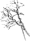 branch