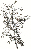 branches