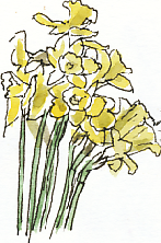 daffodils