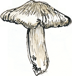 fungus