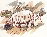 sheep