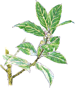 Bay, Laurus nobilis