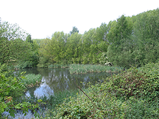 pool at Barlow Common