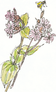 red campion