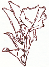 aubergine plant