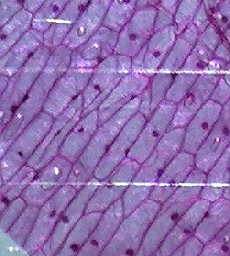 onion cells 200x