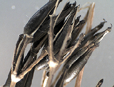 Umbellifer seeds