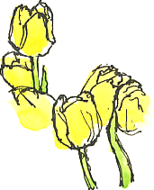 yellow tulips