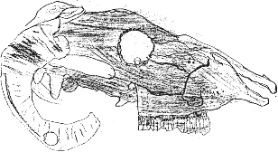 sheep's skull