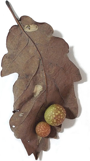 cherry galls