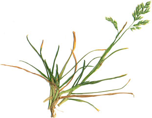 Annual meadow grass