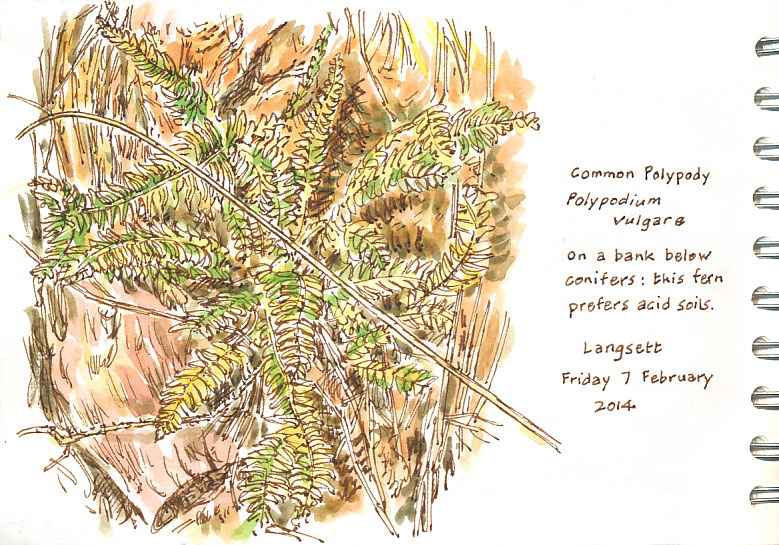 polypody fern