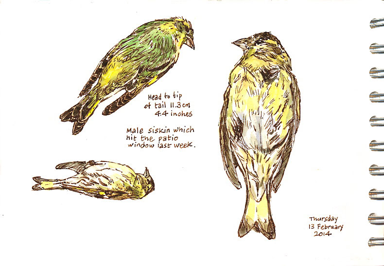 male siskin