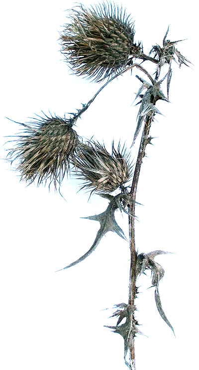 spear thistle