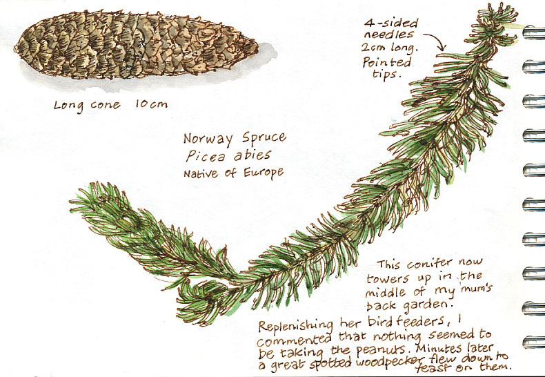 Norway spruce