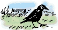 carrion crow