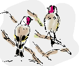 goldfinches