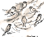 tree sparrows