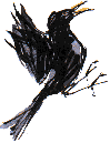 blackbird v.