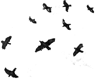 crows