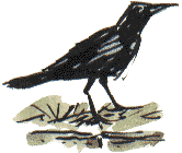 carrion crow