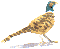 pheasant