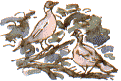 wood pigeons