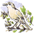 garden warbler