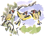 goldfinches
