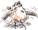 sparrow chick