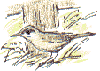 willow warbler (similar to chiff-chaff)