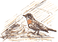 American Robin