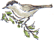 blackcap
