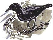 crow