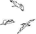 fulmar (left) and gulls
