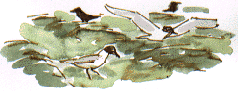 black-headed gulls, silage field
