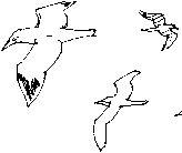 herring gulls