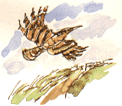 hoopoe