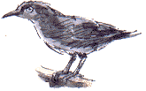 jackdaw chick, drawn last summer