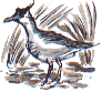 lapwing